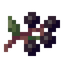 Elderberry