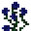 Rose Bush