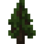 Blackwood Sapling