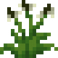 Wild Ribwort