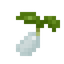 Cotton Seed