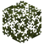 Pine Leaves