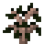 Cork Oak Sapling
