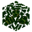 Pear Leaves
