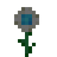 Oxeye Daisy