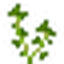 Parsley