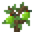 Pear Sapling