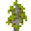 Star Fruit Sapling