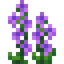Delphinium