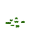 Acacia Leaf Pile