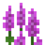 Magenta Lupine