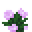 Peony