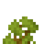 Acacia Shrub