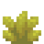 Aureate Succulent