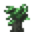 Aquilaria Sapling