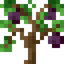 Plum Sapling