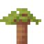 Baobab Sapling
