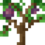 Fig Sapling