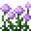 Allium Flower Bush