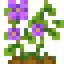Wild Potatoes