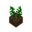 Plant In Pot