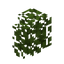 Acacia Hedge
