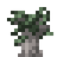 Mahogany Sapling