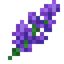 Lavender Blossom