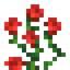 Rose Bush