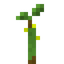Banana Sapling