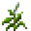 Basil