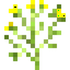 Dill