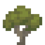 Ghaf Sapling