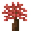 Maple Sapling
