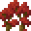 Red Maple Shrub