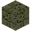 Roen Variant 12