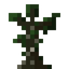 Canopy Tree Sapling