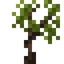 Yucca Sapling