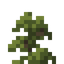 Pine Shrub