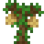Durian Sapling
