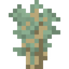 Old Fustic Sapling