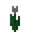 Pink Tulip