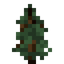 Spruce Sapling