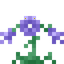 Alpine Bellflower