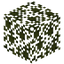 Araucaria Leaves