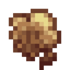 Sprouting Fungus