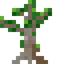 Mangrove Sapling