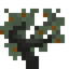 Sweet Crabapple Sapling