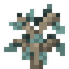 Blue Mahoe Sapling