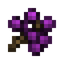 Elderberry
